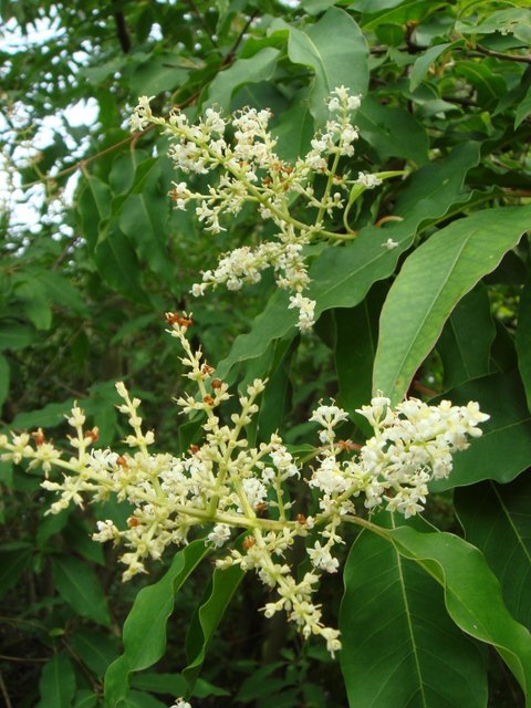 Ligustrum chenaultii fleur P1E